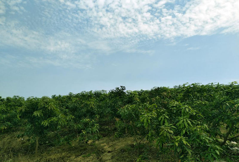 愛普豐澤晟華：為農(nóng)服務，我們是快樂的